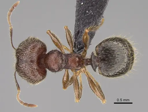 Pheidole comata specimen CASENT0208726 image casent0208726_1