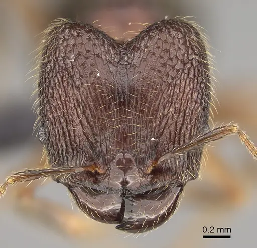 Pheidole comata specimen CASENT0208726 image casent0208726_2
