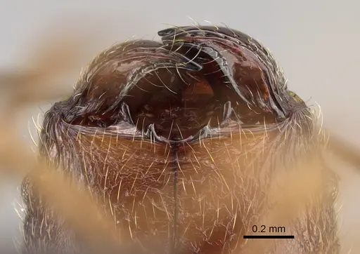 Pheidole comata specimen CASENT0208726 image casent0208726_3