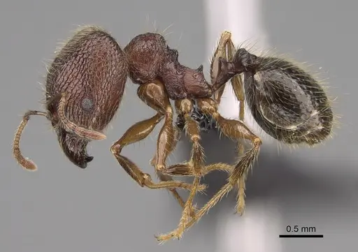 Pheidole comata specimen CASENT0208726 image casent0208726_4