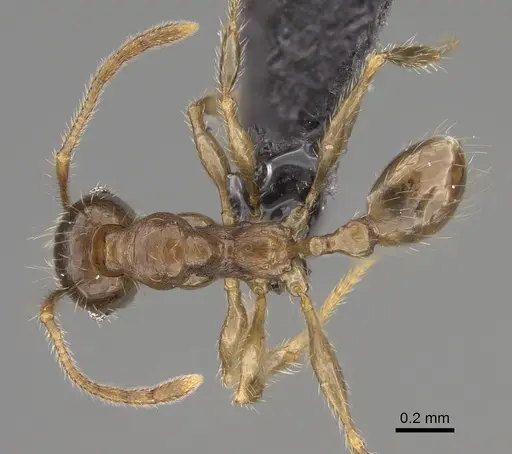 Pheidole comata specimen CASENT0208811 image casent0208811_1