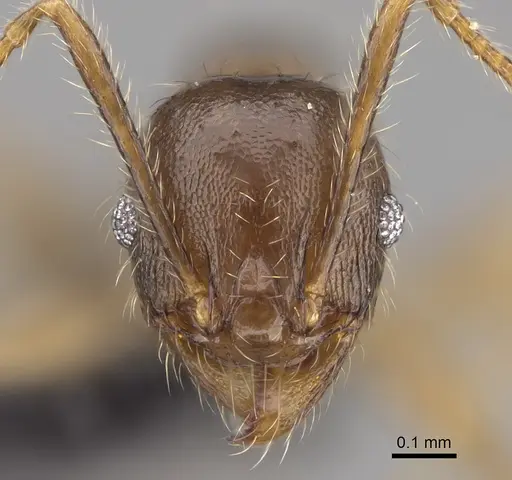 Pheidole comata specimen CASENT0208811 image casent0208811_2