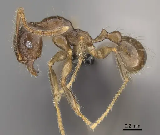 Pheidole comata specimen CASENT0208811 image casent0208811_3