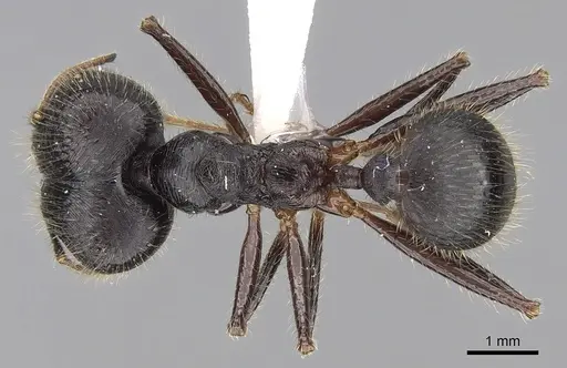 Pheidole comata specimen CASENT0281704 image casent0281704_1
