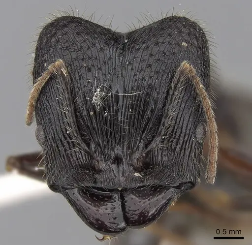 Pheidole comata specimen CASENT0281704 image casent0281704_2