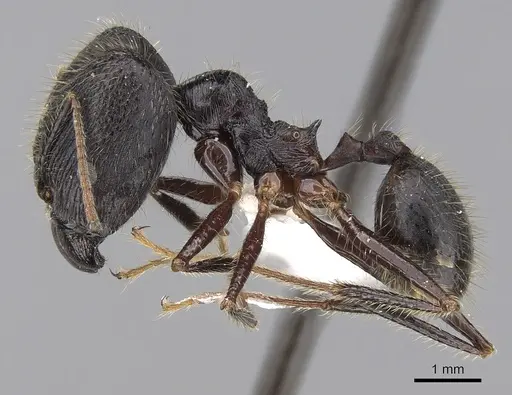 Pheidole comata specimen CASENT0281704 image casent0281704_3