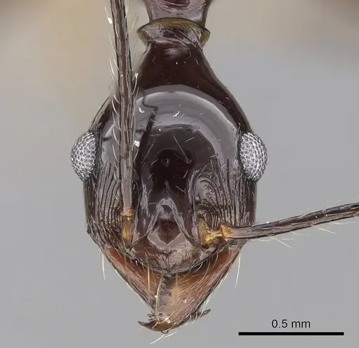 Pheidole comata specimen CASENT0281705 image casent0281705_2