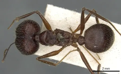 Pheidole comata specimen CASENT0901504 image casent0901504_1