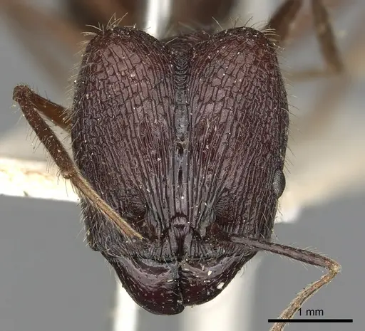 Pheidole comata specimen CASENT0901504 image casent0901504_2