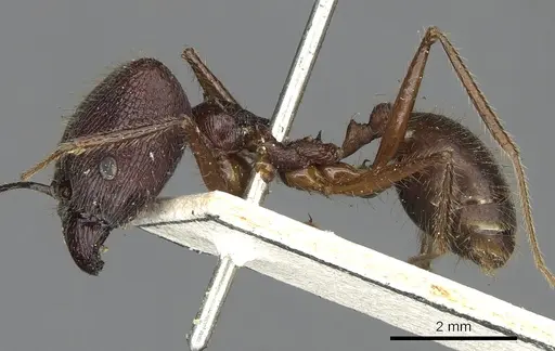 Pheidole comata specimen CASENT0901504 image casent0901504_3