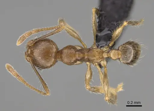 Pheidole comata specimen CASENT0923262 image casent0923262_1