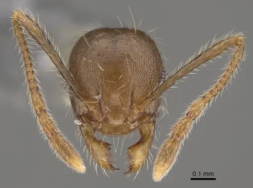 Pheidole comata specimen CASENT0923262 image casent0923262_2