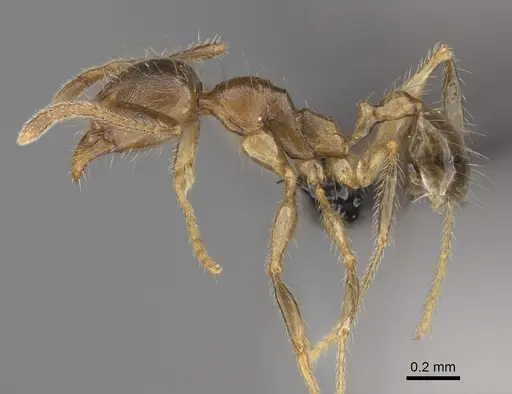 Pheidole comata specimen CASENT0923262 image casent0923262_3