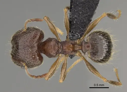Pheidole comata specimen CASENT0923278 image casent0923278_1
