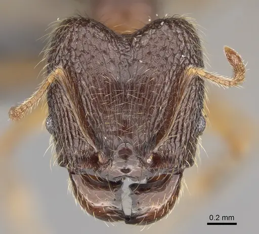Pheidole comata specimen CASENT0923278 image casent0923278_2