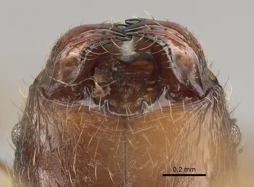 Pheidole comata specimen CASENT0923278 image casent0923278_3