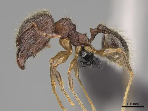 Pheidole comata specimen CASENT0923278 image casent0923278_4