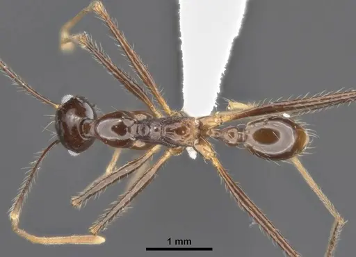 Pheidole comata specimen MCZ-ENT00511499 image mcz-ent00511499_1