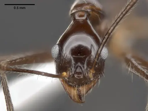 Pheidole comata specimen MCZ-ENT00511499 image mcz-ent00511499_2