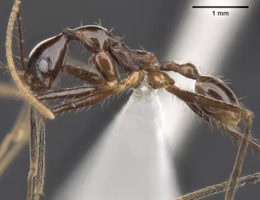 Pheidole comata specimen MCZ-ENT00511499 image mcz-ent00511499_3