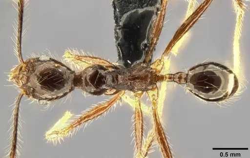 Pheidole concinna specimen CASENT0283319 image casent0283319_1