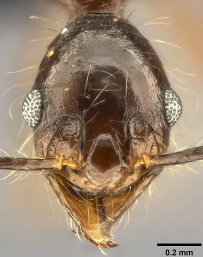 Pheidole concinna specimen CASENT0283319 image casent0283319_2
