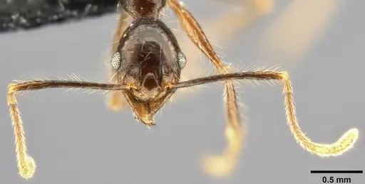 Pheidole concinna specimen CASENT0283319 image casent0283319_3