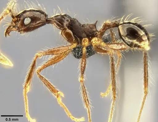 Pheidole concinna specimen CASENT0283319 image casent0283319_4