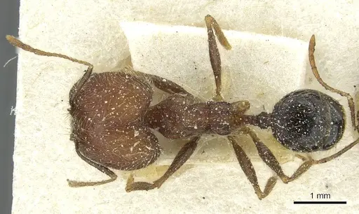 Pheidole concinna specimen CASENT0913292 image casent0913292_1