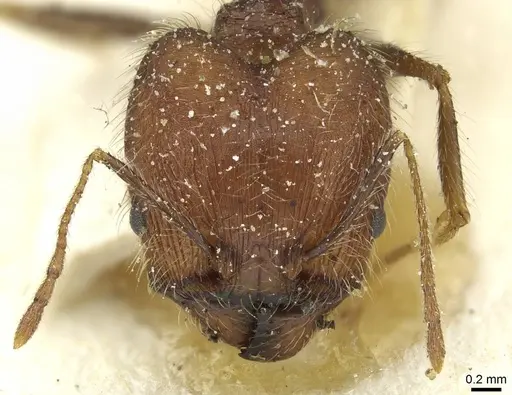 Pheidole concinna specimen CASENT0913292 image casent0913292_2