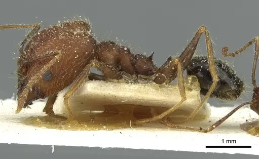 Pheidole concinna specimen CASENT0913292 image casent0913292_3