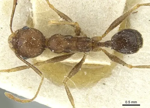 Pheidole concinna specimen CASENT0913293 image casent0913293_1
