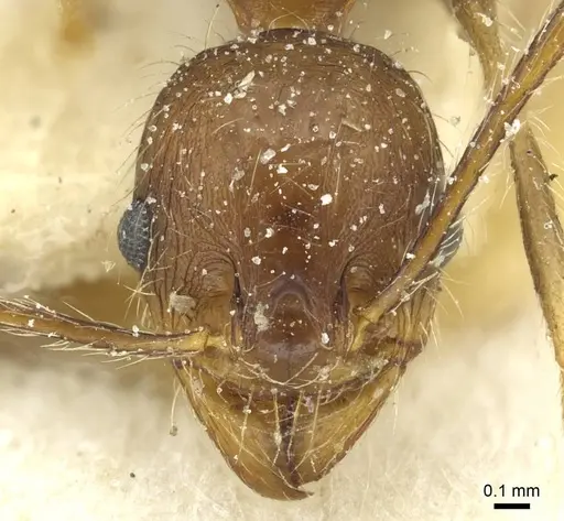 Pheidole concinna specimen CASENT0913293 image casent0913293_2