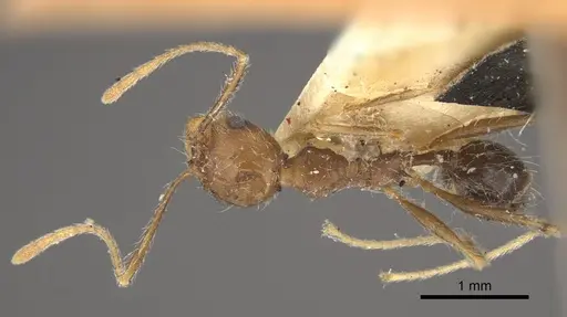 Pheidole concinna specimen CASENT0917763 image casent0917763_1