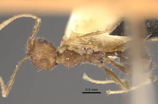 Pheidole concinna specimen CASENT0917763 image casent0917763_2