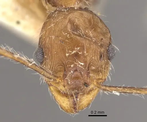 Pheidole concinna specimen CASENT0917763 image casent0917763_3