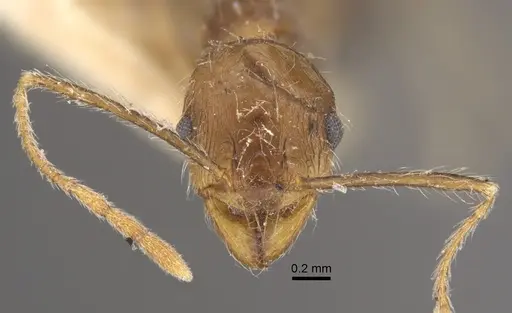 Pheidole concinna specimen CASENT0917763 image casent0917763_4