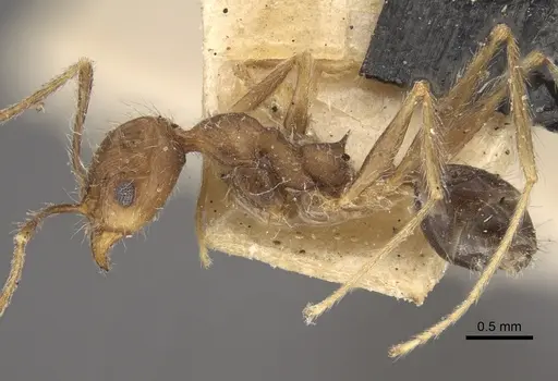 Pheidole concinna specimen CASENT0917763 image casent0917763_5
