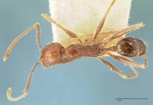 Pheidole concinna specimen FOCOL1338 image focol1338_1