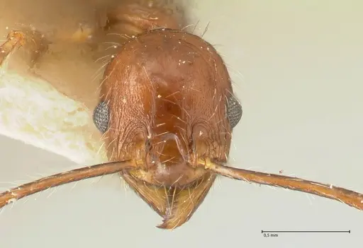 Pheidole concinna specimen FOCOL1338 image focol1338_2