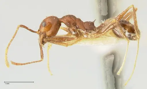 Pheidole concinna specimen FOCOL1338 image focol1338_3
