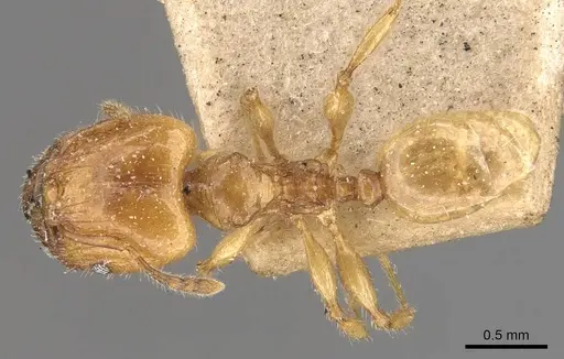 Pheidole conficta specimen CASENT0908037 image casent0908037_1