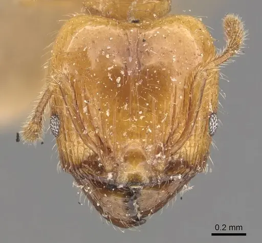 Pheidole conficta specimen CASENT0908037 image casent0908037_2