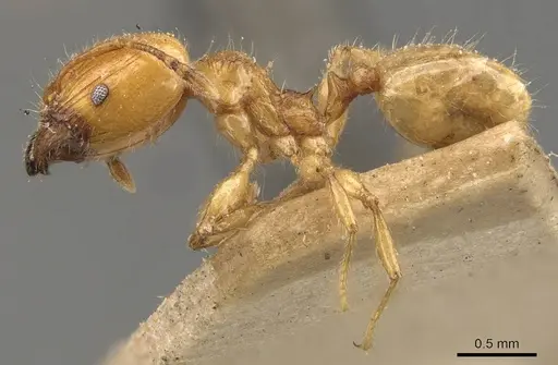 Pheidole conficta specimen CASENT0908037 image casent0908037_3