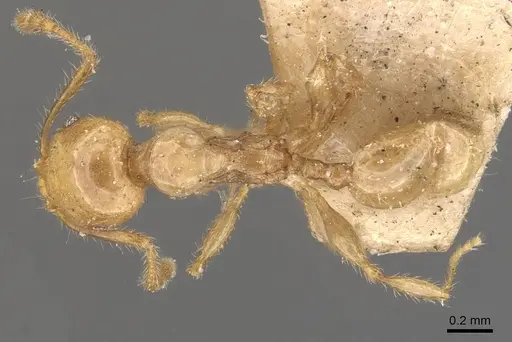 Pheidole conficta specimen CASENT0908038 image casent0908038_1