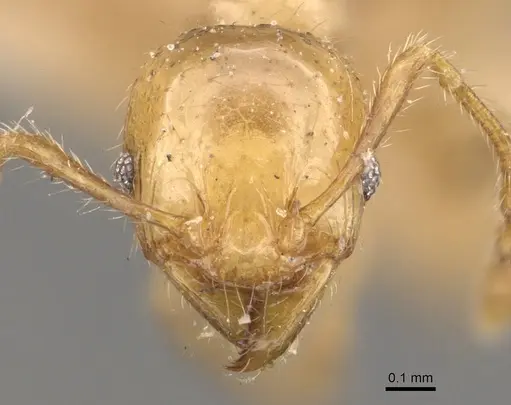 Pheidole conficta specimen CASENT0908038 image casent0908038_2