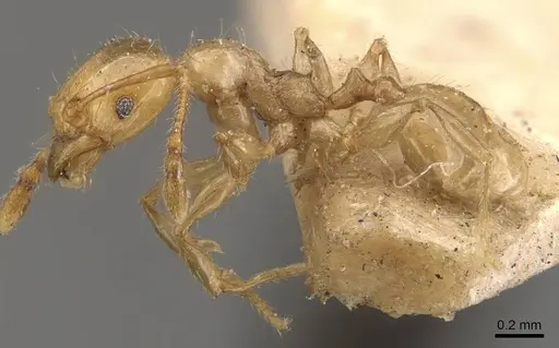 Pheidole conficta specimen CASENT0908038 image casent0908038_3