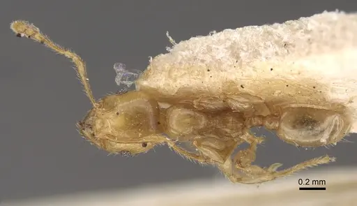 Pheidole conficta specimen CASENT0917764 image casent0917764_1