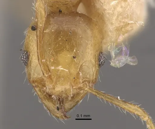 Pheidole conficta specimen CASENT0917764 image casent0917764_2