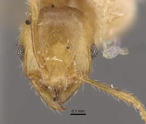 Pheidole conficta specimen CASENT0917764 image casent0917764_3